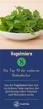 Essbare Bodendecker Die Top 10 Fur Ihren Garten Plantura Gesundes Obst Und Gemuse Leckere Salate Vogelmiere