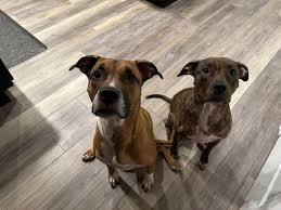 Profile for Furry Family Care