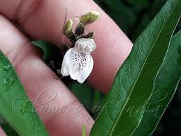 Image result for Justicia