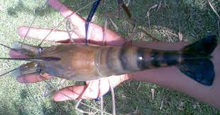 Peralatan Dan Cara Memancing Udang Galah Di Sungai