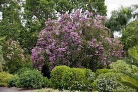 There are no species of plants in the crape myrtle genus native to north america, but introduced lagerstroemia have been planted in incredibly large numbers in the southeastern united states. Lagerstroemia Hybrids Plantright