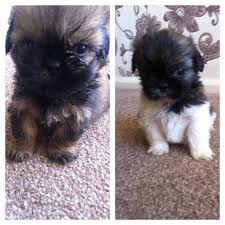 Teacup poodle puppies guaranteed until a year old. Miniature Shih Tzu For Sale Uk