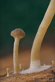Image result for Simocybe centunculus