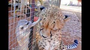 African Cheetah Versus Meerkats Big Cat Gets Small Animal To Groom Him Meerkat Small Pets Animals