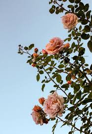 Select your favorite images and download them for use as wallpaper for your desktop or phone. Ellabiesse Flower Wallpaper Flowers Photography Flower Aesthetic