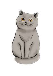 14 beau de dessin chat simple photographie : British Shorthair Illustration Lorene Russo Illustration De Chat Coloriage Chat Dessin Chat Facile