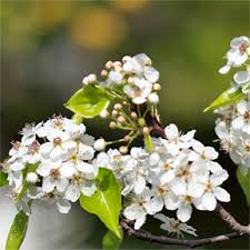 Trees and shrubs trees to plant white flowers beautiful flowers beautiful moon white lilac tree flowers gif colorful roses white gardens. Spring Flowering Trees Canadale Garden Centre St Thomas Nursery London