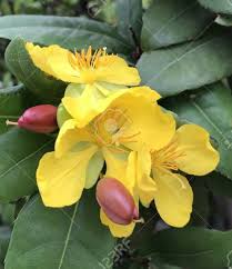 Image result for Ochna ovata