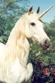 Unicornio Fondos Unicorn Pictures Funny Art Animals