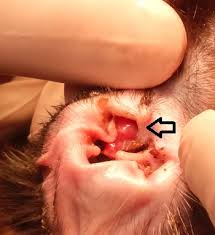 Nasal polyps occur in the nasal cavity of cats. Inflammatory Polyps In Cats The Cat Clinic