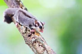 Sugar Glider Is A Flying Squirrel Which In The Conservation Aff Glider Sugar Flying Conserv Sugar Glider Australian Animals List Australian Animals