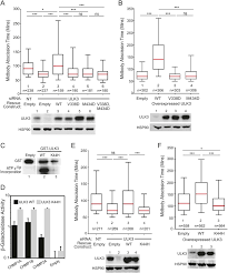 Template offline pelaporan ujian tahun 1. Ulk3 Regulates Cytokinetic Abscission By Phosphorylating Escrt Iii Proteins Elife