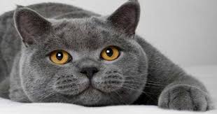 british shorthair fiyat 2021 british shorthair fiyatlari pet shop beyaz siyah