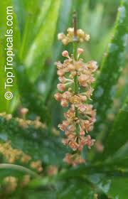 Image result for Phyllanthus udoricola