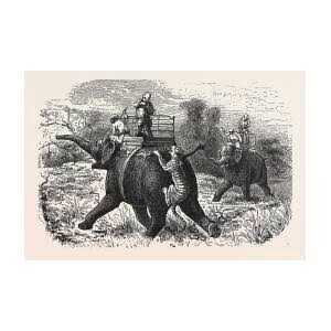 Tiger Hunting With Elephants In India Drawing by English School - Fine Art America