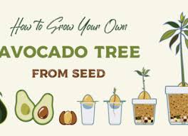 How To Grow An Avocado Tree From A Pit Farm Flavor Avocado Grow How To Growing Avocado From Seed Pit T In 2020 Grow Avocado Growing An Avocado Tree Avocado Tree