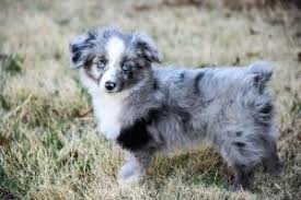 Miniature /toy aussie size variation: Mini X2f Toy Aussie Puppies For Sale Now West Texas Mini Aussies Miniature Australian Shepherds Aussie Puppies For Sale Australian Puppies Aussie Puppies