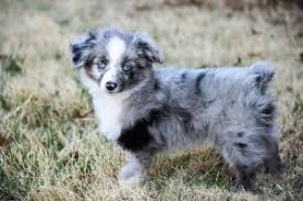 These adorable, playful aussiedoodle puppies are a mix between an australian shepherd and a standard poodle. Mini X2f Toy Aussie Puppies For Sale Now West Texas Mini Aussies Miniature Australian Shepherds Australian Puppies Aussie Puppies Aussie Puppies For Sale