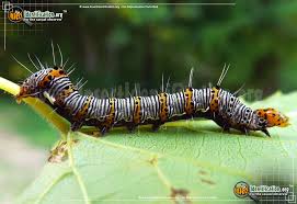 We did not find results for: Eight Spotted Forester Moth Alypia Octomaculata