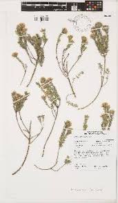 Image result for Aizoon schellenbergii