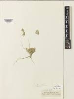 Image result for Centropodia