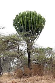 It is closely related to 3 other species of euphorbia in particular; Euphorbia Candelabrum Wikipedia