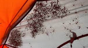 Hundreds of daddy longlegs cover campers tent in skin-crawling video