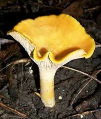 Image result for Pseudocolus schellenbergiae