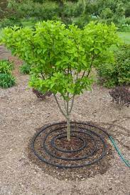 We repotted some and they had fantastic root development, produce prolific growth. How To Plant A Tree Or Shrub Tree Planting Bushes Gardener S Supply