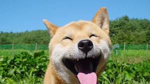 Tan akita dog, doge, memes, face, full frame, large group of objects. My Wallpaper Collection 1920 X 1080 Album On Imgur