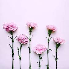 Moodette Moodette Official Foto E Video Di Instagram Carnation Flower Flower Wallpaper Flower Art