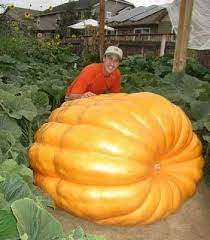 Fun Family Trips Tips For Best Family Vacations Growing Pumpkins Giant Pumpkin Seeds Organic Vegetable Seeds
