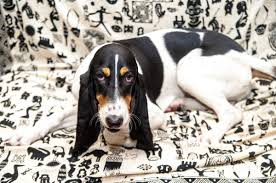 Image result for bernský honič