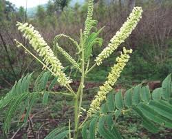 Image result for Acacia senegal