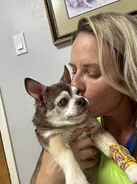 Dealing with doggie dementia in a chihuahua