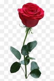Rose Flower Red Rose Clipart In 2020 Rose Flower Png Flower Png Images Banner Background Images