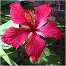 Hibascus Beautiful Flowers Hibiscus Flowers Hibiscus