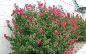 Plant anywhere for a major impact of dynamite says it all.this crape myrtle is a show stopper. Trim Your Crape Myrtles Like A Pro Don T Make These 4 Mistakes