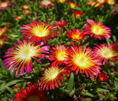 Image result for Delosperma mahonii
