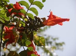 Image result for Monsonia senegalensis