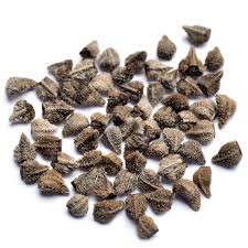 Image result for Echium