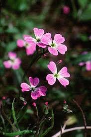 Image result for Malcolmia maritima
