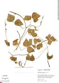 Image result for Rhynchosia minima