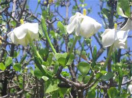 Image result for Gardenia subacaulis