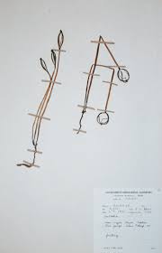 Image result for Gastrodia ballii