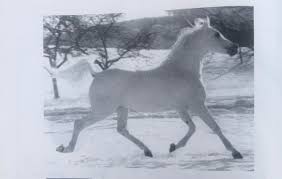 The Egyptian horse Hadban Anzahi, the king who changed breeding programs  to Marbach - موقع الخيل دوت كوم