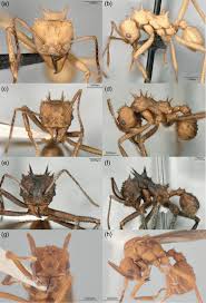 Image result for Acrotome mozambiquensis