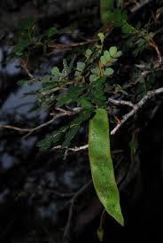 Image result for Albizia petersiana