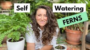 With its exclusive patented locking system, simply place the lid on the pot and turn clockwise until lid is secure. How To Revive A Fern With A Self Watering Pot Discover Candide Gardening
