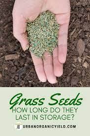 How Long Do Grass Seeds Last In Storage Grass Seed Seeds Grass